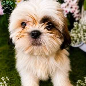 Snoopy, Shih Tzu Puppy