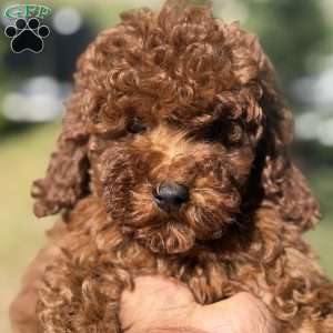 Red, Mini Goldendoodle Puppy