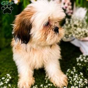 Snoopy, Shih Tzu Puppy