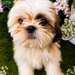 Snoopy, Shih Tzu Puppy