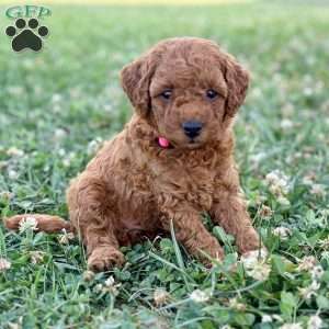 Millie – Mini, Cockapoo Puppy
