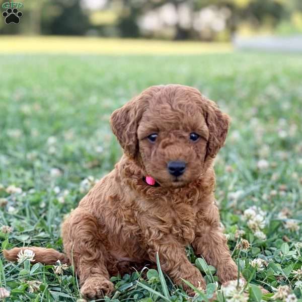 Millie – Mini, Cockapoo Puppy