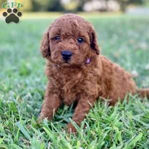 Lucy – Mini, Cockapoo Puppy