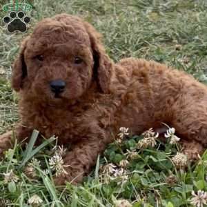 Charlotte – Mini, Cockapoo Puppy