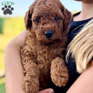 Millie – Mini, Cockapoo Puppy
