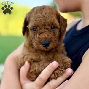 Millie – Mini, Cockapoo Puppy