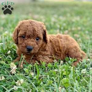Lucy – Mini, Cockapoo Puppy