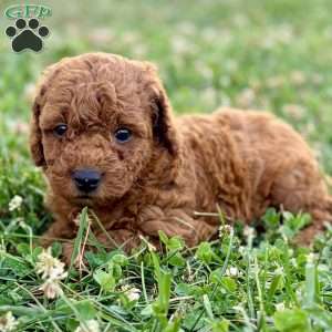Lucy – Mini, Cockapoo Puppy