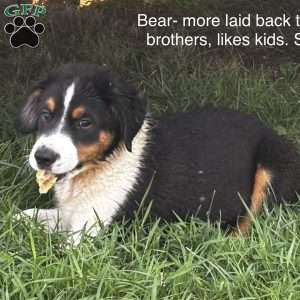 Bear, Miniature Australian Shepherd Puppy