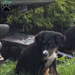 Winston, Miniature Australian Shepherd Puppy