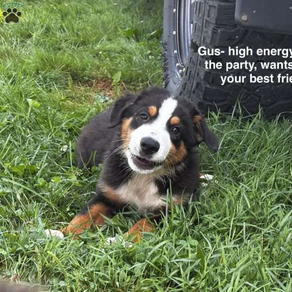 Gus, Miniature Australian Shepherd Puppy