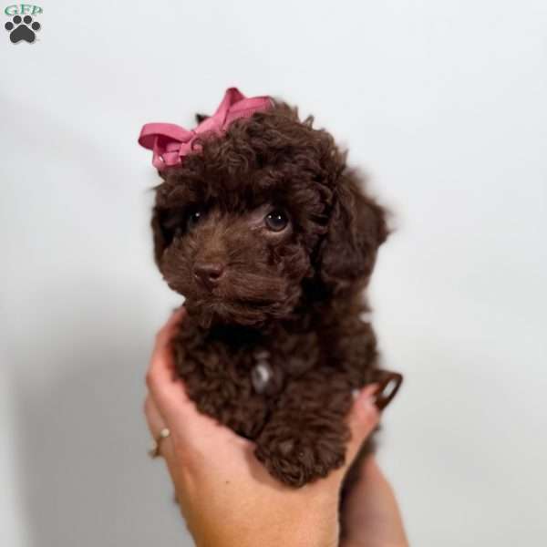 Velvet, Toy Poodle Puppy