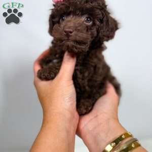 Velvet, Toy Poodle Puppy