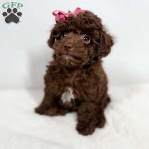 Velvet, Toy Poodle Puppy