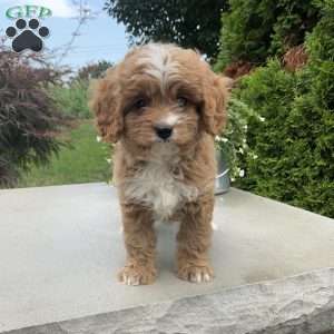 Andy, Cavapoo Puppy
