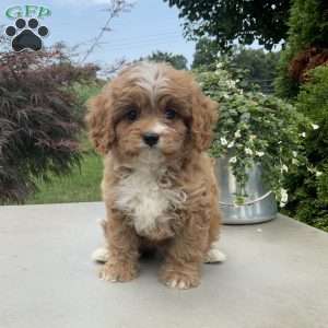 Andy, Cavapoo Puppy