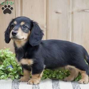Lillow – Mini, Dachshund Puppy