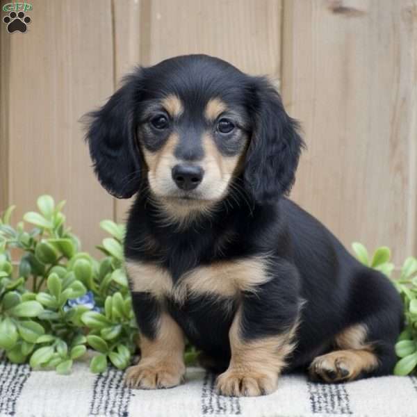 Lillow – Mini, Dachshund Puppy