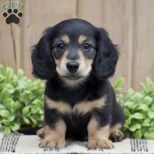 Lillow – Mini, Dachshund Puppy