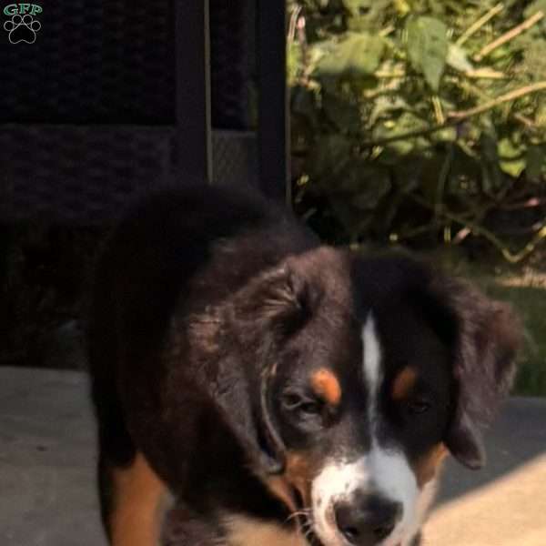 Bear, Miniature Australian Shepherd Puppy