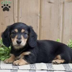 Lillow – Mini, Dachshund Puppy