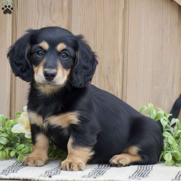 Lilac – Mini, Dachshund Puppy