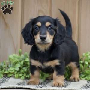 Lilac – Mini, Dachshund Puppy
