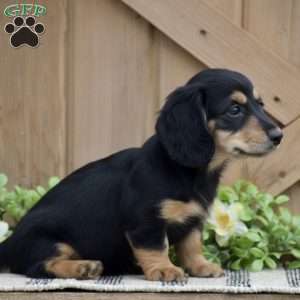 Lilac – Mini, Dachshund Puppy