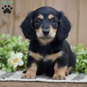Lilac – Mini, Dachshund Puppy