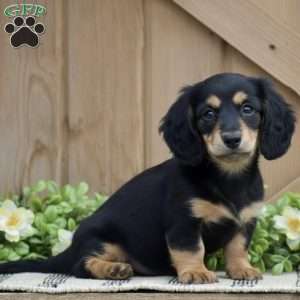Lilac – Mini, Dachshund Puppy