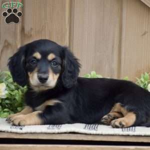 Lilac – Mini, Dachshund Puppy