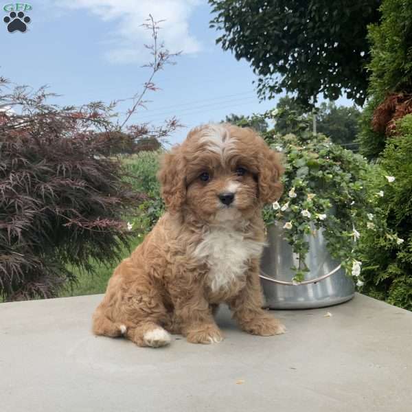 Andy, Cavapoo Puppy