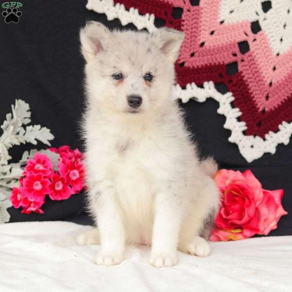 Winter, Pomsky Puppy