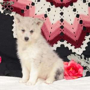 Winter, Pomsky Puppy