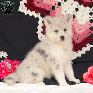Winter, Pomsky Puppy