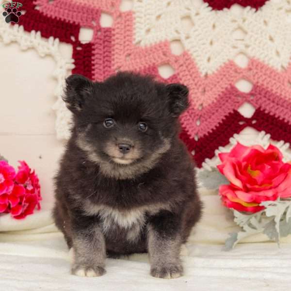 Tundra, Pomsky Puppy