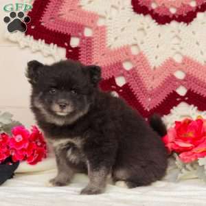 Tundra, Pomsky Puppy