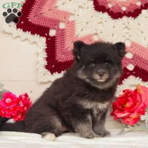 Tundra, Pomsky Puppy