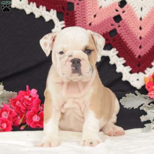 Fern, English Bulldog Puppy