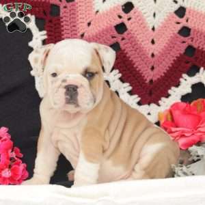 Fern, English Bulldog Puppy