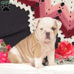 Fern, English Bulldog Puppy