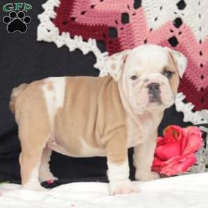 Fern, English Bulldog Puppy