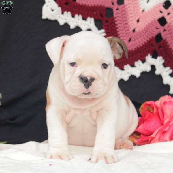 Sage, English Bulldog Puppy