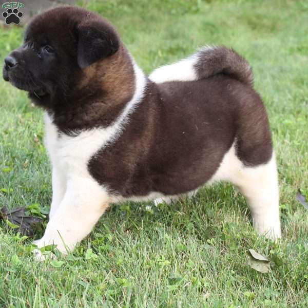 Champ, Akita Puppy