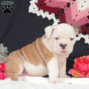Sage, English Bulldog Puppy