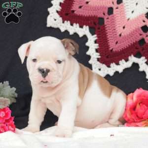 Sage, English Bulldog Puppy