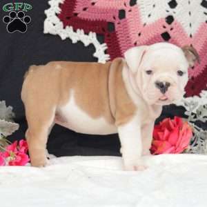 Sage, English Bulldog Puppy