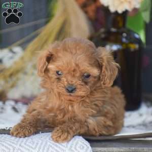 Noah – F1B, Cavapoo Puppy