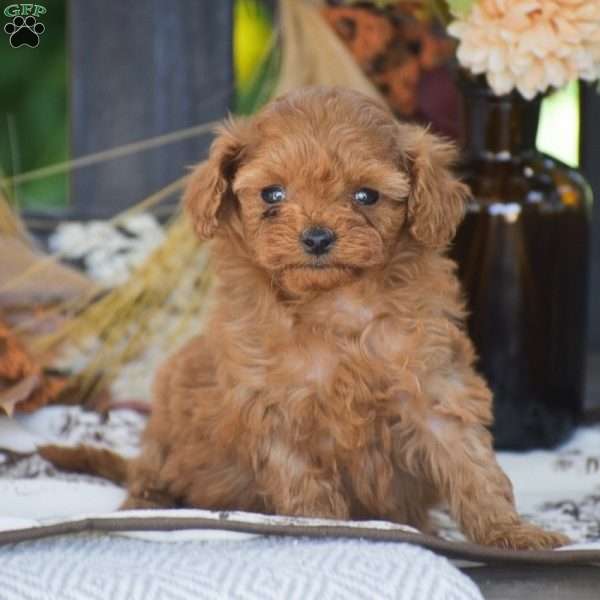 Noah – F1B, Cavapoo Puppy