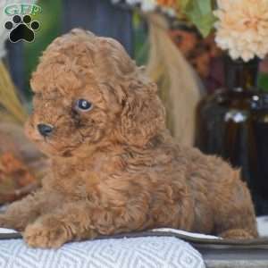 Rita – F1B, Cavapoo Puppy